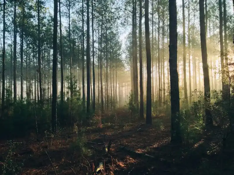 foret2.webp